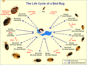 Bed Bug Life Cycle