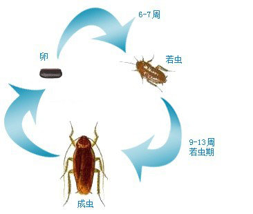 rsz_蟑螂的生命週期