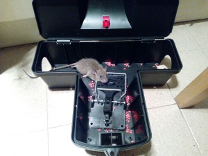 老鼠箱(有老鼠)