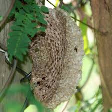 小蜂蜂巢