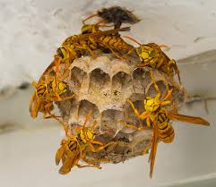 果馬蜂蜂巢