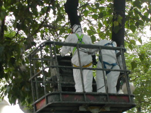 清理樹幹蜂巢-1