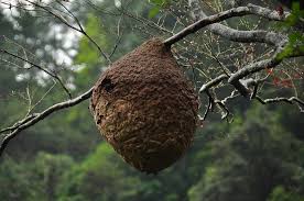 虎頭蜂蜂巢