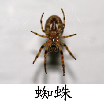 22蜘蛛