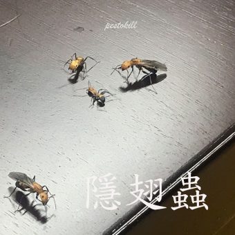 24隱翅蟲